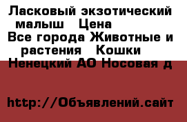Ласковый экзотический малыш › Цена ­ 25 000 - Все города Животные и растения » Кошки   . Ненецкий АО,Носовая д.